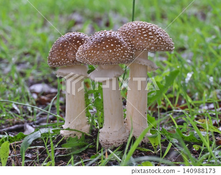 Mature Amanita mushroom Mature Amanita mushroom 140988173
