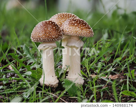 Mature Amanita mushroom Mature Amanita mushroom 140988174