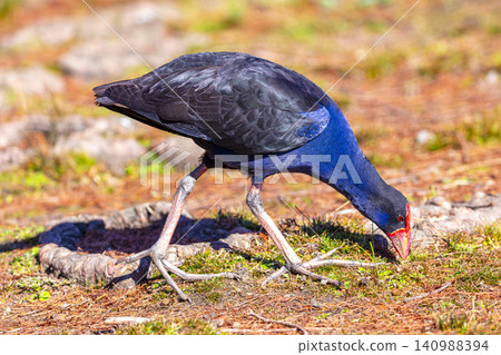 An Australasian Swamphen foraging for food near a lake in the Blue Mountains An Australasian Swamphen foraging for food near a lake in the Blue Mountains 140988394