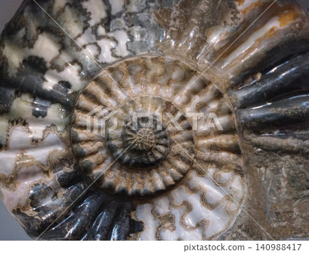 Ammonite Ammonite 140988417
