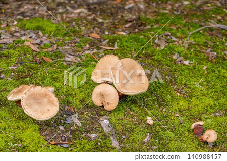 A close-up of wild mushrooms growing naturally on the forest floor and vibrant green moss. A close-up of wild mushrooms growing naturally on the forest floor and vibrant green moss. 140988457