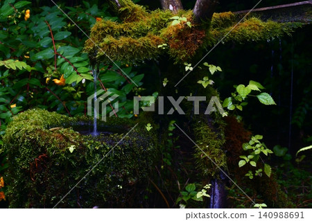Moss Moss 140988691