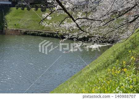 Cherry blossoms at Chidorigafuchi Cherry blossoms at Chidorigafuchi 140988707