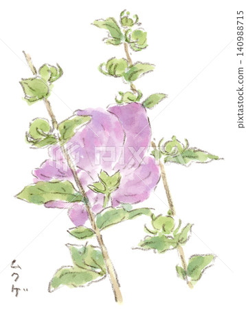 一幅水彩插圖,描繪了一株紫色的木槿花,植物生長在雨季和夏季,圖中是從背面拍攝的。 一幅水彩插圖,描繪了一株紫色的木槿花,植物生長在雨季和夏季,圖中是從背面拍攝的。 140988715