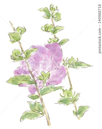 一幅水彩插圖,描繪了一株紫色的木槿花,植物生長在雨季和夏季,圖中是從背面拍攝的。 一幅水彩插圖,描繪了一株紫色的木槿花,植物生長在雨季和夏季,圖中是從背面拍攝的。 140988716