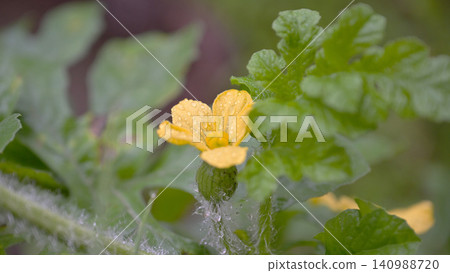 西瓜花和幼果上掛滿了雨滴:初夏時節,家庭花園裡的場景。 西瓜花和幼果上掛滿了雨滴:初夏時節,家庭花園裡的場景。 140988720