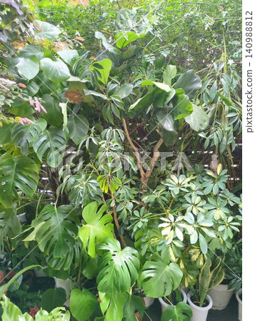 新鮮的熱帶植物、叢林、花園、水滴、用心生活、永續發展、背景素材。 新鮮的熱帶植物、叢林、花園、水滴、用心生活、永續發展、背景素材。 140988812