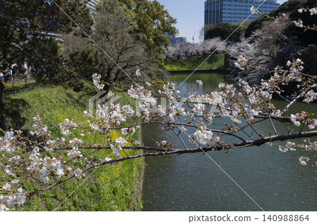 Cherry blossoms at Chidorigafuchi Cherry blossoms at Chidorigafuchi 140988864