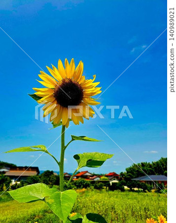 開花在夏天藍天和向日葵領域的向日葵 開花在夏天藍天和向日葵領域的向日葵 140989021