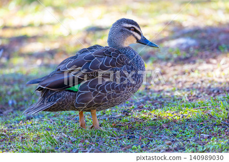 A Pacific Black Duck standing in the sunshine in the Blue Mountains A Pacific Black Duck standing in the sunshine in the Blue Mountains 140989030