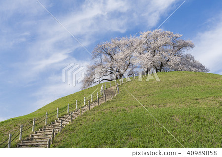 Sakitama古墓的櫻花 140989058