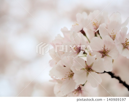 Somei Yoshino cherry blossoms bloom beautifully in April Somei Yoshino cherry blossoms bloom beautifully in April 140989197
