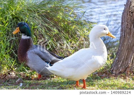 An Aylesbury Duck and Mallard standing on grass in the Blue Mountains An Aylesbury Duck and Mallard standing on grass in the Blue Mountains 140989224