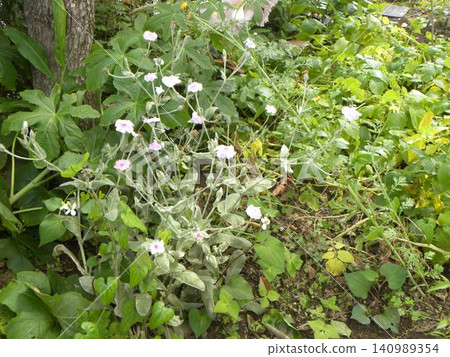 White flowers of velvet grass 140989354
