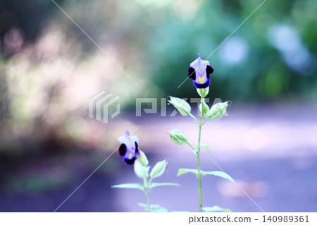 Beautiful green background and Torenia flowers Beautiful green background and Torenia flowers 140989361