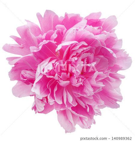 Close up view of peony bud in different shades of pink, on white background, isolated Close up view of peony bud in different shades of pink, on white background, isolated 140989362