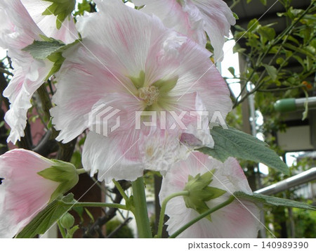 Large, pale pink flowers of the hollyhock. 140989390