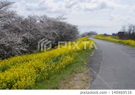 Rape flowers and cherry blossoms Rape flowers and cherry blossoms 140989516