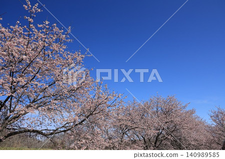Cherry blossoms in full bloom at Kita-Asaba Sakurazutsumi Park in Kita-Asaba, Sakado City, Saitama Prefecture. Cherry blossoms in full bloom at Kita-Asaba Sakurazutsumi Park in Kita-Asaba, Sakado City, Saitama Prefecture. 140989585
