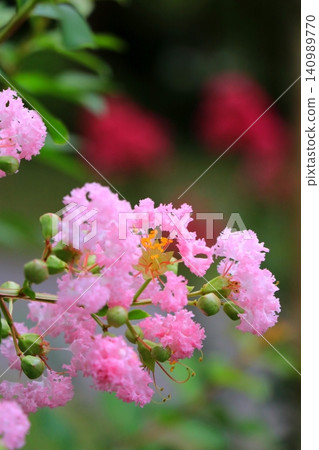 Cotton candy in full bloom Cotton candy in full bloom 140989770