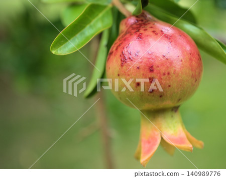 Pomegranate fruits begin to change color in early summer, July. Pomegranate fruits begin to change color in early summer, July. 140989776