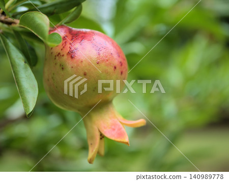 Pomegranate fruits begin to change color in early summer, July. Pomegranate fruits begin to change color in early summer, July. 140989778
