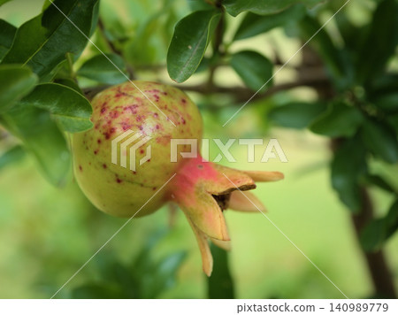 Pomegranate fruits begin to change color in early summer, July. Pomegranate fruits begin to change color in early summer, July. 140989779