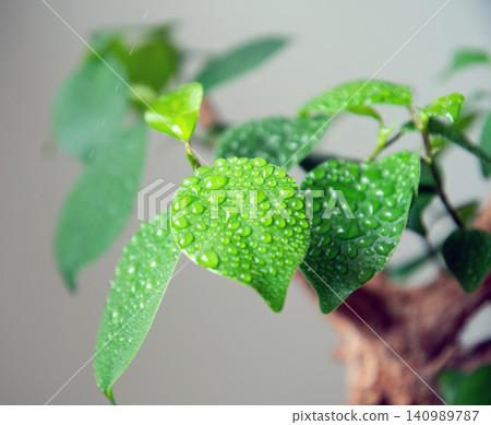 用噴霧瓶給你的室內植物澆水。 140989787