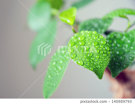 Water your houseplants with a spray bottle. Water your houseplants with a spray bottle. 140989793