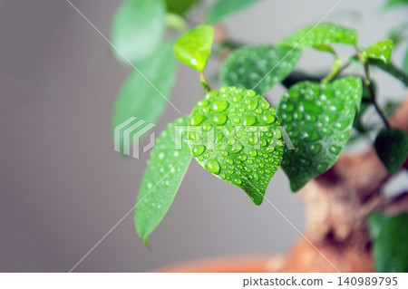 Water your houseplants with a spray bottle. Water your houseplants with a spray bottle. 140989795
