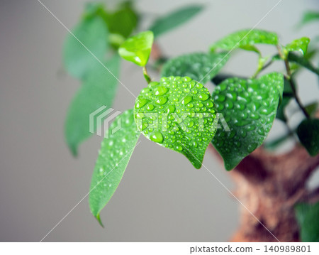 Water your houseplants with a spray bottle. Water your houseplants with a spray bottle. 140989801