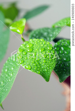 Water your houseplants with a spray bottle. Water your houseplants with a spray bottle. 140989803