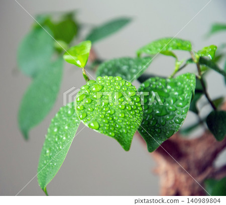 Water your houseplants with a spray bottle. Water your houseplants with a spray bottle. 140989804