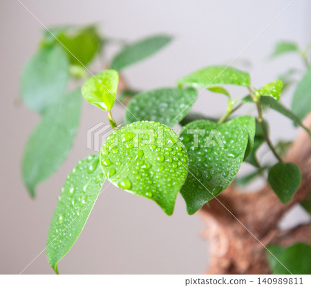 Water your houseplants with a spray bottle. Water your houseplants with a spray bottle. 140989811