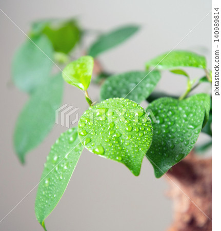 Water your houseplants with a spray bottle. Water your houseplants with a spray bottle. 140989814