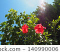Okinawa's blue sky and hibiscus 140990006
