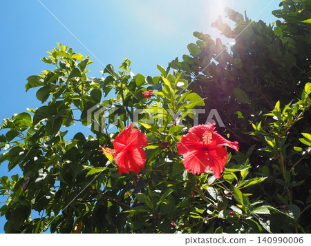 Okinawa's blue sky and hibiscus Okinawa's blue sky and hibiscus 140990006