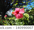 Okinawa's blue sky and hibiscus 140990007