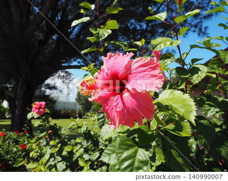 Okinawa's blue sky and hibiscus Okinawa's blue sky and hibiscus 140990007