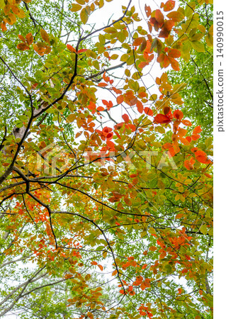 Autumn foliage and fresh green gradation at Mizushibireyama, Hyogo Prefecture *Location of photo is indicated in the comments section of the work. Autumn foliage and fresh green gradation at Mizushibireyama, Hyogo Prefecture *Location of photo is indicated in the comments section of the work. 140990015