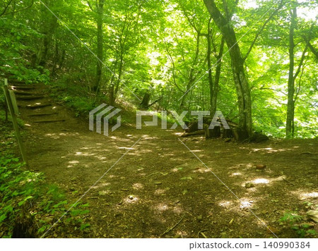 Small path surrounded by fresh greenery 140990384