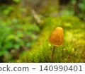 Mushrooms growing from moss 140990401