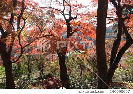 Autumn scenery at Katsuoji Temple in Minoh City, Osaka Prefecture Autumn scenery at Katsuoji Temple in Minoh City, Osaka Prefecture 140990607
