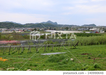 北海道二木町,五月,尻別地區,果樹,水果,水果王國,北海道二木的春天,櫻花盛開。 北海道二木町,五月,尻別地區,果樹,水果,水果王國,北海道二木的春天,櫻花盛開。 140990648
