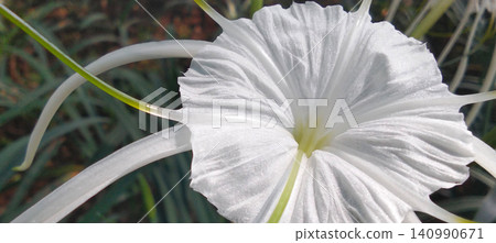 white flowers of lilies 140990671