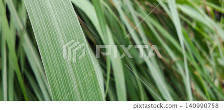 Close-up photo of green leaf texture with natural lines on a tropical plant. Close-up photo of green leaf texture with natural lines on a tropical plant. 140990758