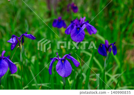 Brightly colored irises Brightly colored irises 140990835
