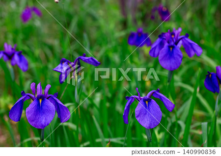 Brightly colored irises Brightly colored irises 140990836