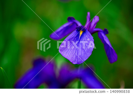 Brightly colored irises Brightly colored irises 140990838