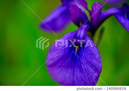 Brightly colored irises 140990839